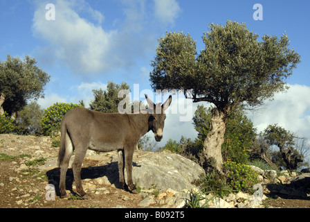 Asino domestico (Equus asinus f. asinus), asino in un oliveto, Spagna Maiorca Foto Stock