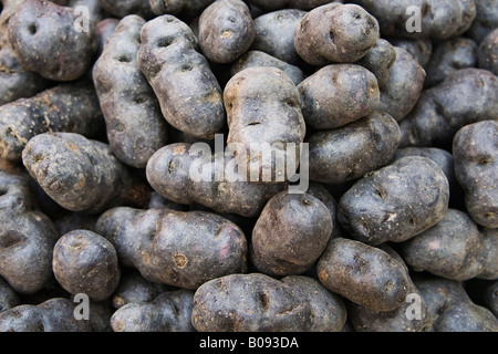 Vitelotte, Negrèsse o il tartufo de Chine blu-viola cultivar di patate Foto Stock