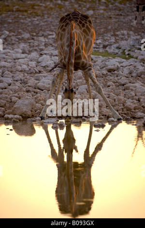 Giraffe (Giraffa camelopardalis) bevendo un waterhole al tramonto, riflessione, Okaukuejo, il Parco Nazionale di Etosha, Namibia, Afr Foto Stock