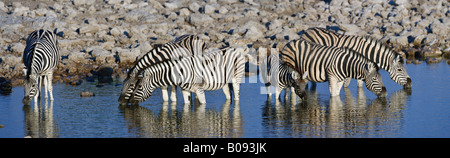 Zebre (Equus) bevendo un waterhole, Okaukuejo, zebre (Equus) bevendo un waterhole, Okaukuejo, Etosha National Park, Foto Stock