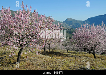 La Fioritura dei Mandorli (Prunus dulcis, Prunus amygdalus) in un frutteto, Tarbena, Alicante, Costa Blanca, Spanien Foto Stock