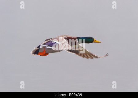 Mallard Duck (Anas platyrhynchos), Drake in volo Foto Stock