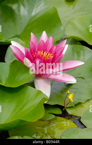 Ninfea (Nymphaea), Blossom e pastiglie Foto Stock