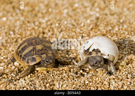 Hermann's tartaruga (Testudo hermanni) giovani, uno cercando di hatch al di fuori del suo uovo Foto Stock