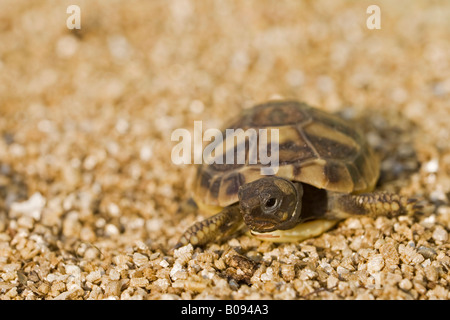 Giovane Hermann la tartaruga (Testudo hermanni) Foto Stock