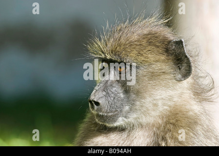 Babbuino giallo (Papio cynocephalus), Namibia, Africa Foto Stock