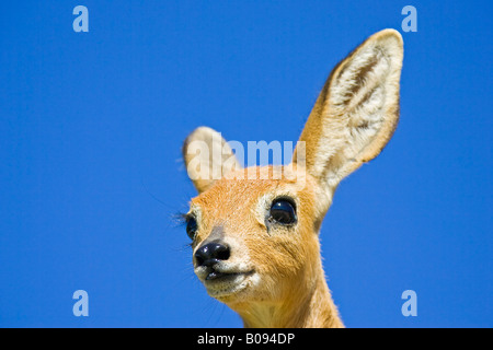 Ritratto di un wide-eyed Steenbok, Steinbuck o Steinbok (Raphicerus campestris) contro il cielo blu chiaro, Namibia, Africa Foto Stock