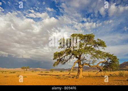 Camelthorn o Camel Thorn Tree (Acacia erioloba) crescente sul deserto piano valle sabbia al di sotto del cloud drammatico disseminata cielo blu, Tir Foto Stock