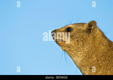 Ritratto di un capo Hyrax, Rock Hyrax o Rock Dassie (Procavia capensis), Augrabies Falls National Park, Sud Africa e Africa Foto Stock