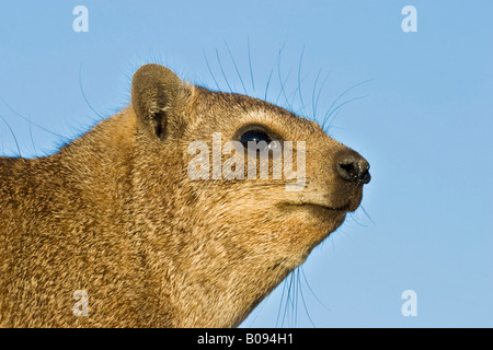 Ritratto di un capo Hyrax, Rock Hyrax o Rock Dassie (Procavia capensis), Augrabies Falls National Park, Sud Africa e Africa Foto Stock