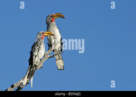Coppia di giallo orientale-fatturati Hornbills (Tockus flavirostris) appollaiato su un ramo, Moremi National Park, Moremi riserva Foto Stock