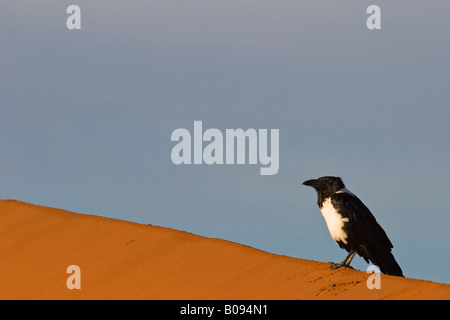 Pied Crow (Corvus albus) su una duna di sabbia, Deadvlei, Namib Desert, Namibia, Africa Foto Stock