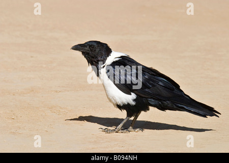 Pied Crow (Corvus albus) su una duna di sabbia, Sossusvlei, Namib Desert, Namibia, Africa Foto Stock