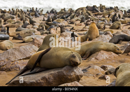 Cape - o South African pelliccia sigillo colonia (Arctocephalus pusillus), Benguela corrente, Cape Cross, Costa Atlantica, Namibia, Africa Foto Stock