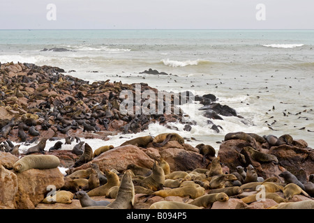 Cape - o South African pelliccia sigillo (Arctocephalus pusillus), giovani, Benguela corrente, Cape Cross, Costa Atlantica, Namibia, Africa Foto Stock