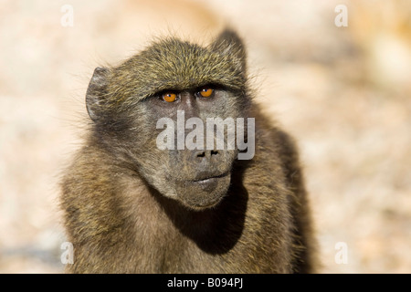 Babbuino giallo (Papio cynocephalus), Namibia, Africa Foto Stock