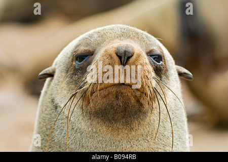 Cape - o South African pelliccia sigillo (Arctocephalus pusillus), Benguela corrente, Cape Cross, Costa Atlantica, Namibia, Africa Foto Stock