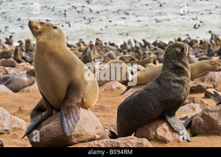 Cape - o South African pelliccia sigillo colonia (Arctocephalus pusillus), Benguela corrente, Cape Cross, Costa Atlantica, Namibia, Africa Foto Stock