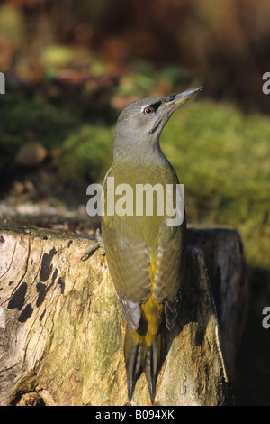 A testa grigia o grigio-di fronte un picchio (Picus canus) cercando le formiche in un ceppo di albero Foto Stock