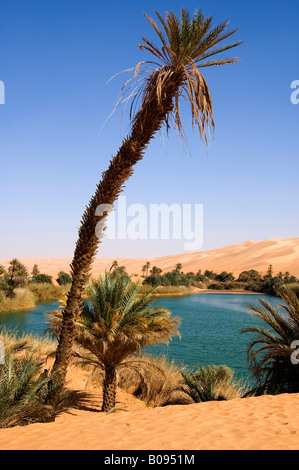 Il Mandara oasi, Libia, Nord Africa Foto Stock