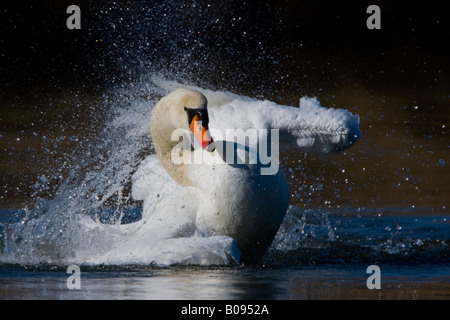 Cigno (Cygnus olor) spruzzi di acqua Foto Stock