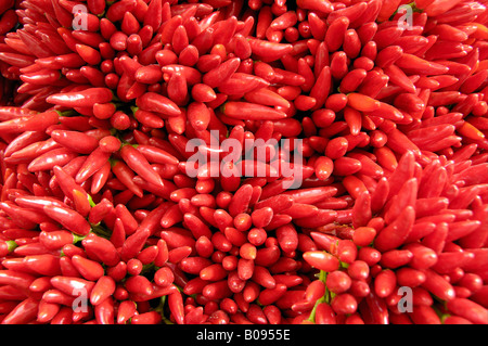 Red Hot Chili Peppers (capsicum) Foto Stock