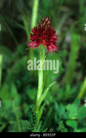 Black Vanilla Orchid (Nigritella nigra), orchidea famiglia Foto Stock