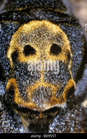 Closeup, morte's-testa Hawkmoth (Acherontia atropo), famiglia Sphingidae Foto Stock