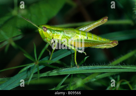 Piccola cavalletta oro (Chrysochraon brachyptera), Acrididae family, femmina Foto Stock