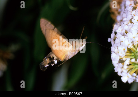 Hummingbird Hawk-moth (Macroglossum stellatarum), famiglia Sphingidae, aspirando il nettare da una farfalla Bush (Buddleia) Foto Stock