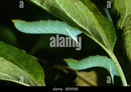 Eyed Hawk-moth (Smerinthus ocellatus), famiglia Sphingidae, bruchi in posizione di riposo Foto Stock