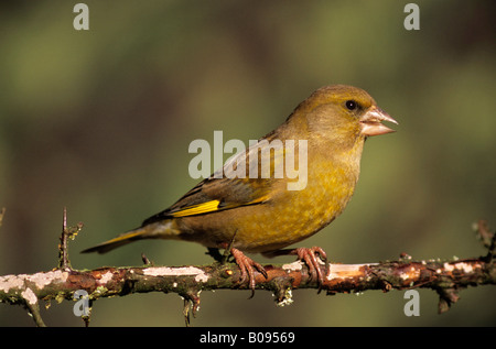 Verdone europeo (Carduelis chloris), finch la famiglia Foto Stock