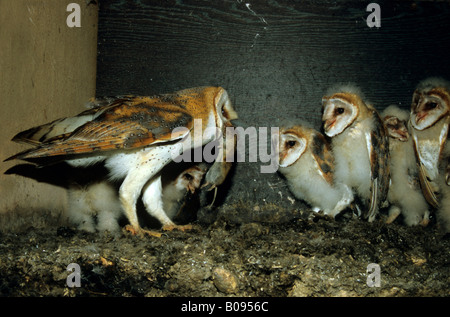 Il barbagianni (Tyto alba), famiglia Tytonidae, genitore bird portando i suoi giovani un mouse Foto Stock