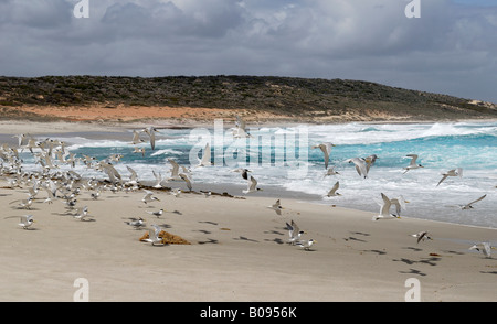 Gregge di Crested Sterne o Swift Sterne (Sterna bergii) in corrispondenza di una baia vicino a Horrocks, Australia occidentale, Australia Foto Stock