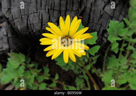 Cape infestante o Cape Tarassaco (Arctotheka calendula) che cresce su un albero carbonizzati tronco, Tuart Forest National Park, Western Austral Foto Stock