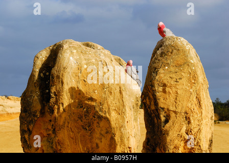 Galah o rosa-breasted Cockatoo (Cacatua roseicapilla), Deserto Pinnacles, Nambung National Park, Australia occidentale, Australia Foto Stock