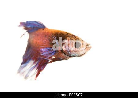 Siamese Fighting Fish, maschio (Betta splendens) Foto Stock