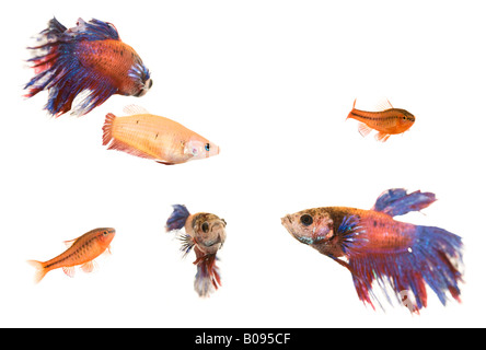 Siamese Fighting Fish (Betta splendens) e ciliegia Barb pesce (Puntius titteya) Foto Stock