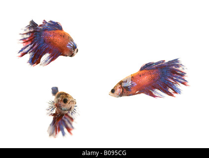 Siamese Fighting Fish, maschio (Betta splendens) Foto Stock