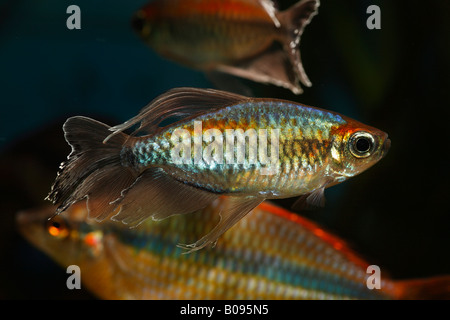 Congo Tetra pesci (Phenacogrammus interruptus), maschio, nativo di Africa, acqua calda, acquario d acqua dolce Foto Stock