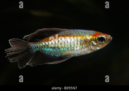 Congo Tetra pesci (Phenacogrammus interruptus), maschio, nativo di Africa, acqua calda, acquario d acqua dolce Foto Stock