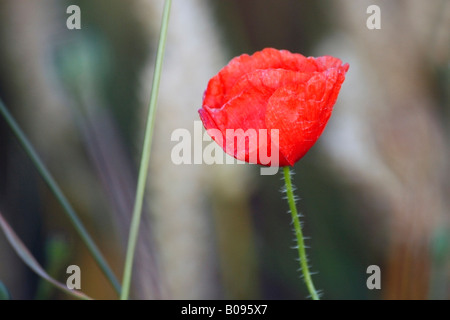 Papavero di mais o campo Papavero (Papaver rhoeas), fiore rosso Foto Stock