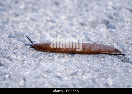 Spagnolo (Slug Arion lusitanicus) su una strada Foto Stock