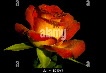 Red Rose coperti in dewdrops Foto Stock