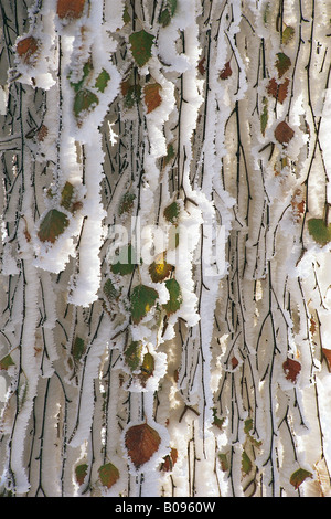 Betulla foglie (Betula) con frost white Foto Stock