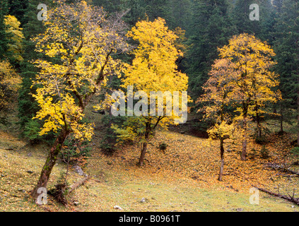 Acero di monte (Acer pseudoplatanus) alberi, Enger-Grund, gamma Karwendel, Tirolo, Austria Foto Stock