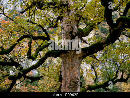 Acero di monte (Acer pseudoplatanus), Grosser Ahornboden, gamma Karwendel, Tirolo, Austria, Europa Foto Stock