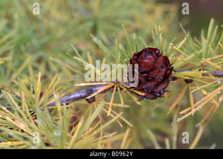 Unione Larice (Larix decidua) fogliame e coni, Val Martello, il Parco Nazionale dello Stelvio, nordest d'Italia, Europa Foto Stock