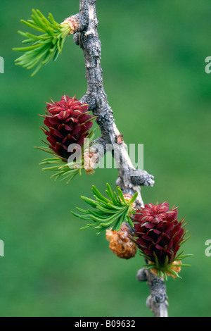 Unione Larice (Larix decidua) fogliame e coni, Tirolo, Austria, Europa Foto Stock