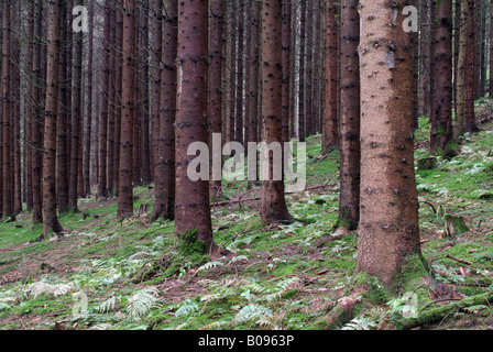 Le monocolture, foreste di abete rosso (Picea), Hopfgarten, Tirolo, Austria Foto Stock
